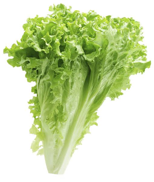 Fresh Lettuce