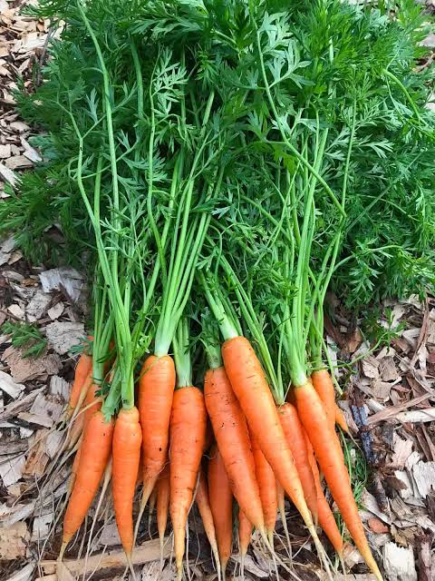 Fresh Carrot