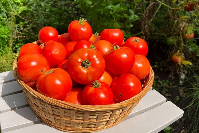 Fresh Tomatoes
