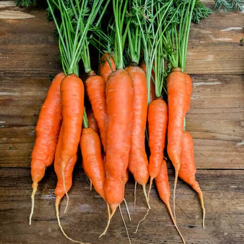 Fresh Carrot