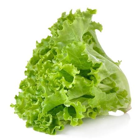 Fresh Lettuce