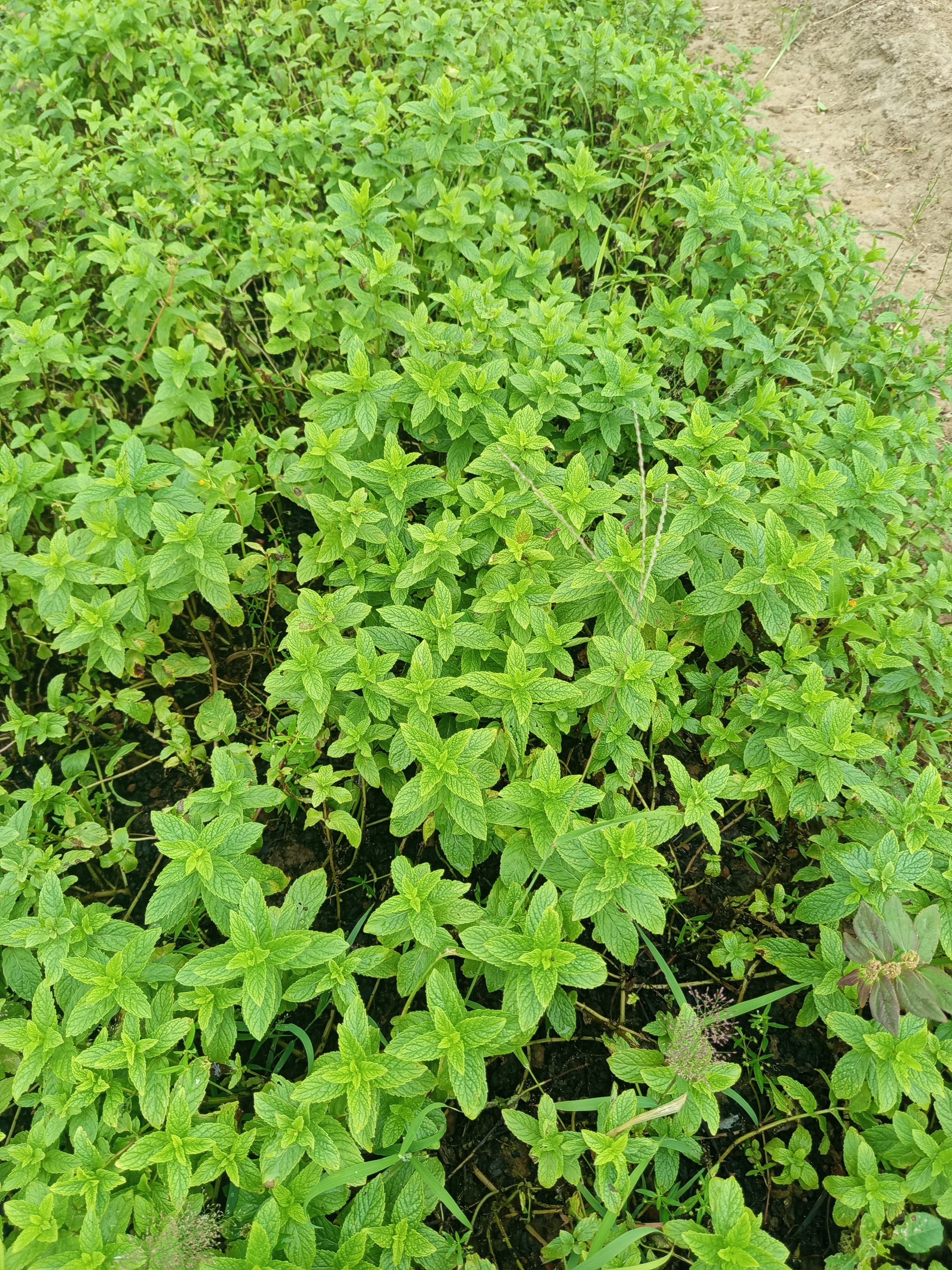 Mint leaf